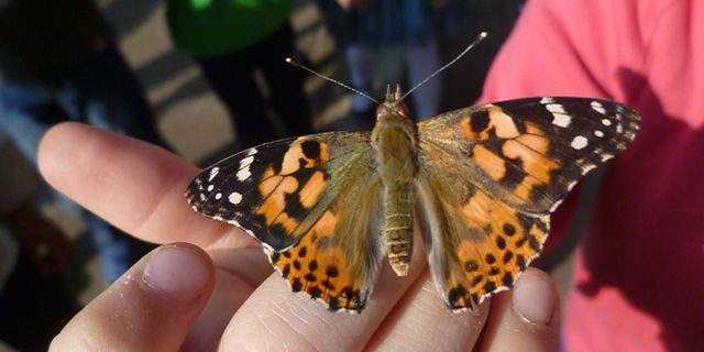 Von der Raupe zum Schmetterling