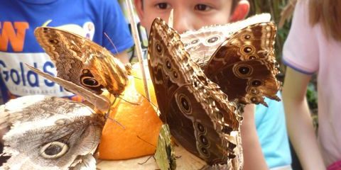 Schmetterlingspark